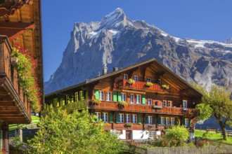 Typical Oberland farmhouses with Wetterhorn 3690m in autumn, Grindelwald, Lütschinental, Bernese