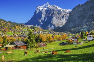 Autumn landscape with village overview and Wetterhorn 3690m, Grindelwald, Lütschinental, Bernese