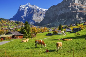Autumn landscape with Wetterhorn 3690m, Grindelwald, Lütschinental, Bernese Oberland, Canton of