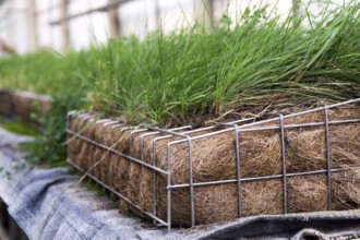 Green plants and grass growing through mesh of galvanized iron wire gabion box filled with soil,