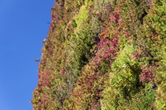 Green living wall, vertical garden exterior facade with flowers and plants on sunny summer day