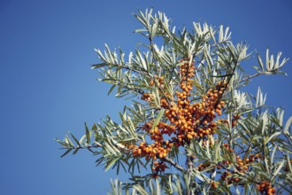 Hippophae rhamnoides female plants with fruit berries detail, common sea buckthorn shrub Prague