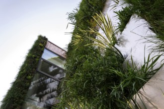 Green vertical living wall with root zone waste water treatment, exterior facade on modern building
