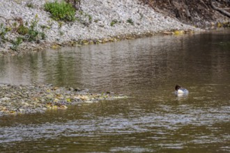 A grebe (Podiceps cristatus) can be seen alone in the clear water of a small body of water.