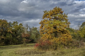 In this fall scene, there is a large tree with bright orange leaves. The clouds hang low over the