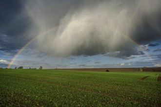 A bright rainbow stretches across a fresh, green field. Dark clouds pass by and create a dramatic