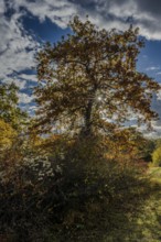 A large tree with bright yellow and red leaves is at the center of the scene. In the background,