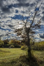 A barren tree with dry branches stands in a wide meadow. The sky is curved and the light shines