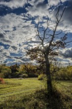 A bare treetop stands in the foreground, while the sun emerges from between the clouds. It is a