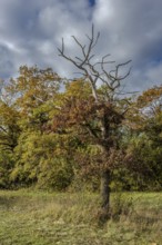 In this autumn scene, there is a bare tree surrounded by colorful deciduous trees and a cloudy