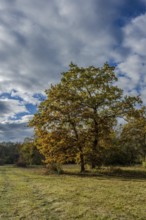 A large tree stands in an autumn meadow. The leaves are golden yellow and the sky is partly cloudy.