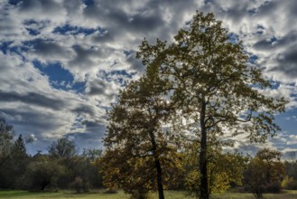 Two large trees stand in a quiet landscape, surrounded by colorful autumn leaves. The sky is blue