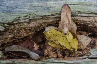 In the forest, yellow leaves grow from a crack in the bark of an old tree. The soil and other