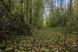 The forest trail shows a peaceful environment in autumn. Colourful leaves cover the ground as