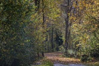 A picturesque trail leads through a quiet forest, surrounded by colorful autumn trees. The sun