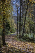A quiet forest trail in autumn shows colorful leaves on the ground. The sun shines through the