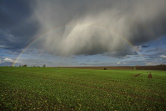 A rainbow stretches over a lush green field, while the clouds in the background gather after the