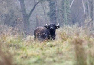 Water buffalo cow with small calf standing weathering in pristine landscape, autumn, fog, landscape