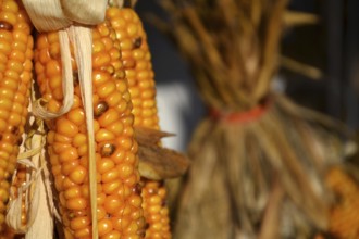 Bundle from yellow corn ears on a house wall closeup Prague Czech republic