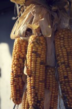 Filtered picture of corn ears on a house wall Prague Czech republic