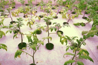 Tomato young plants grow in aquaponics system combining fish aquaculture with hydroponics,