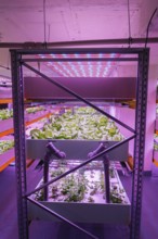 Shelves with lettuce in aquaponics system combining fish aquaculture with hydroponics, cultivating