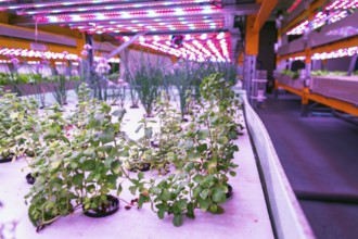 Racks for growing herbs and vegetables under special LED lights belts in aquaponics system