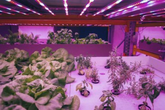 Various herbs and vegetables grow under special LED lights belts in aquaponics system combining