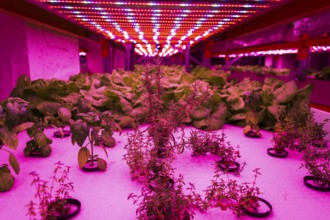 Herbs and vegetables grow under special LED lights belts in aquaponics system combining fish