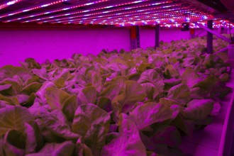 Special LED lights shine on lettuce in aquaponics system combining fish aquaculture with