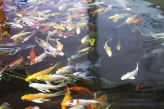 Various fish species in aquaponics system, combination of fish aquaculture with hydroponics,