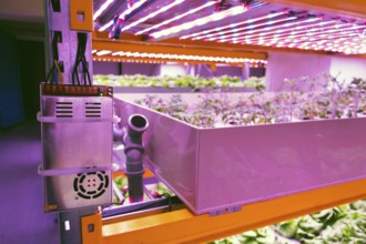 Electronics controling aquaponics system that combines fish aquaculture with hydroponics,