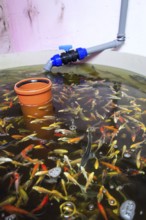 Various fish species in aquaponics system, combination of fish aquaculture with hydroponics,