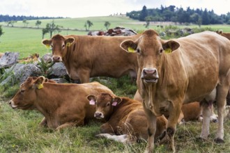 Herd of cows looking at camera and pasture on beautiful green mountain meadow, summer day copy