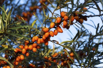 Hippophae rhamnoides known as common sea buckthorn shrub Prague, Czech republic