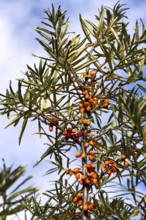 Hippophae rhamnoides known as common sea buckthorn shrub Prague, Czech republic