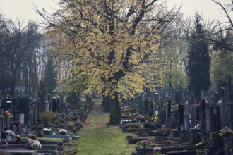 Beautiful tree among graves, autumn on cemetery, Prague, Czech Republic, sunny day, All souls day