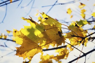 Yellow maple leaves in autumn sunny day blue sky background Prague, Czech republic