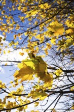 Yellow maple leaves in autumn sunny day blue sky background Prague, Czech republic