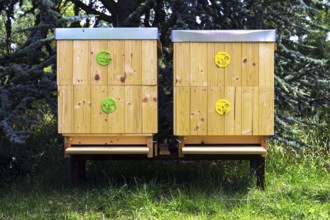 Bees flying into wooden hive on a sunny day Prague Czech republic