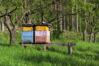 Colorful wooden beehives in beautiful autumn nature, sunny day, orchard and forest in background