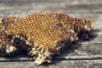 Old bees honeycomb on wooden table on a sunny day Prague, Czech republic