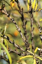 Hippophae rhamnoides male plants detail with female fruit berries in background, common sea