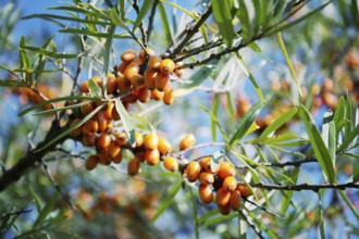 Hippophae rhamnoides female plants with fruit berries detail, common sea buckthorn shrub Prague