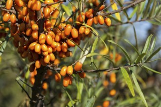 Natural homemade Christmas decoration made from brown acorn hanging on green coniferous spruce tree