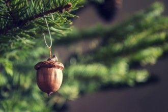 Natural Christmas decoration made from brown acorn hanging on green coniferous spruce tree Prague