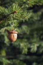 Natural Christmas decoration made from brown acorn hanging on green coniferous spruce tree Prague
