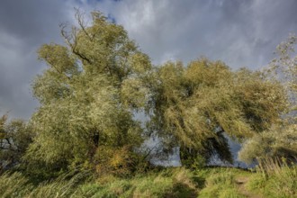 Two large willow trees stand on hilly terrain. The sky is cloudy and creates an impressive
