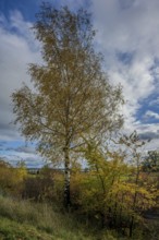 A birch tree stands in an autumn landscape. The foliage is golden yellow and orange, while the sky
