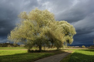 There are two large pastures on a path. The sky is dark and threatening, which creates an